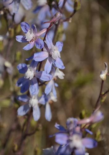 Byron larkspur (Delphinium recurvatum)