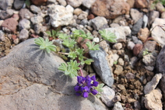Lupinus flavoculatus