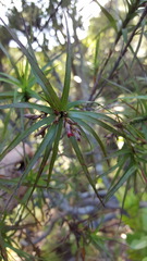 Dracophyllum sinclairii