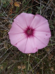 Convolvulus althaeoides althaeoides