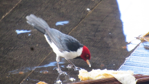 Bolivian Cardinal