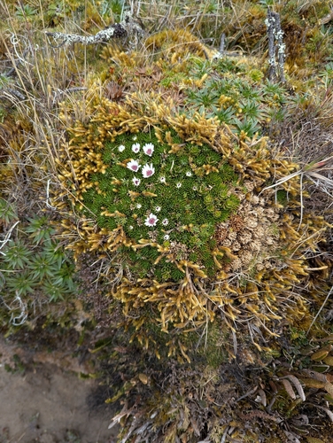 Werneria humilis, photograph 1
