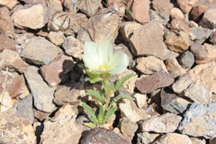 Mentzelia tricuspis