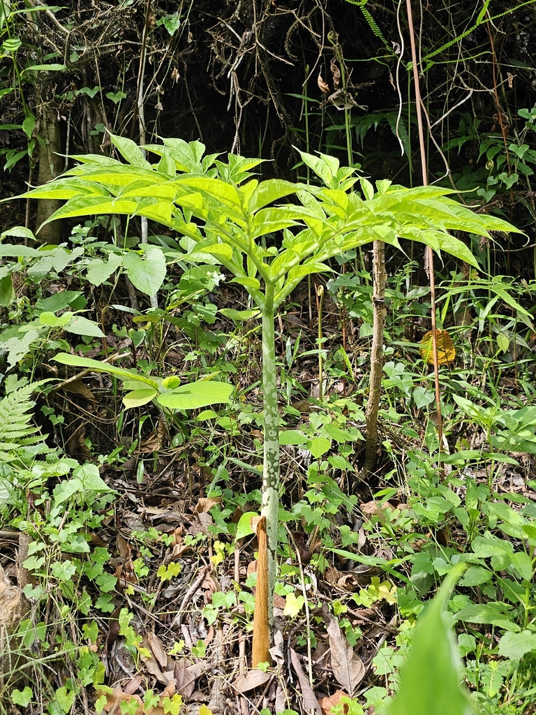 Nưa chuông – Amorphophallus paeoniifolius