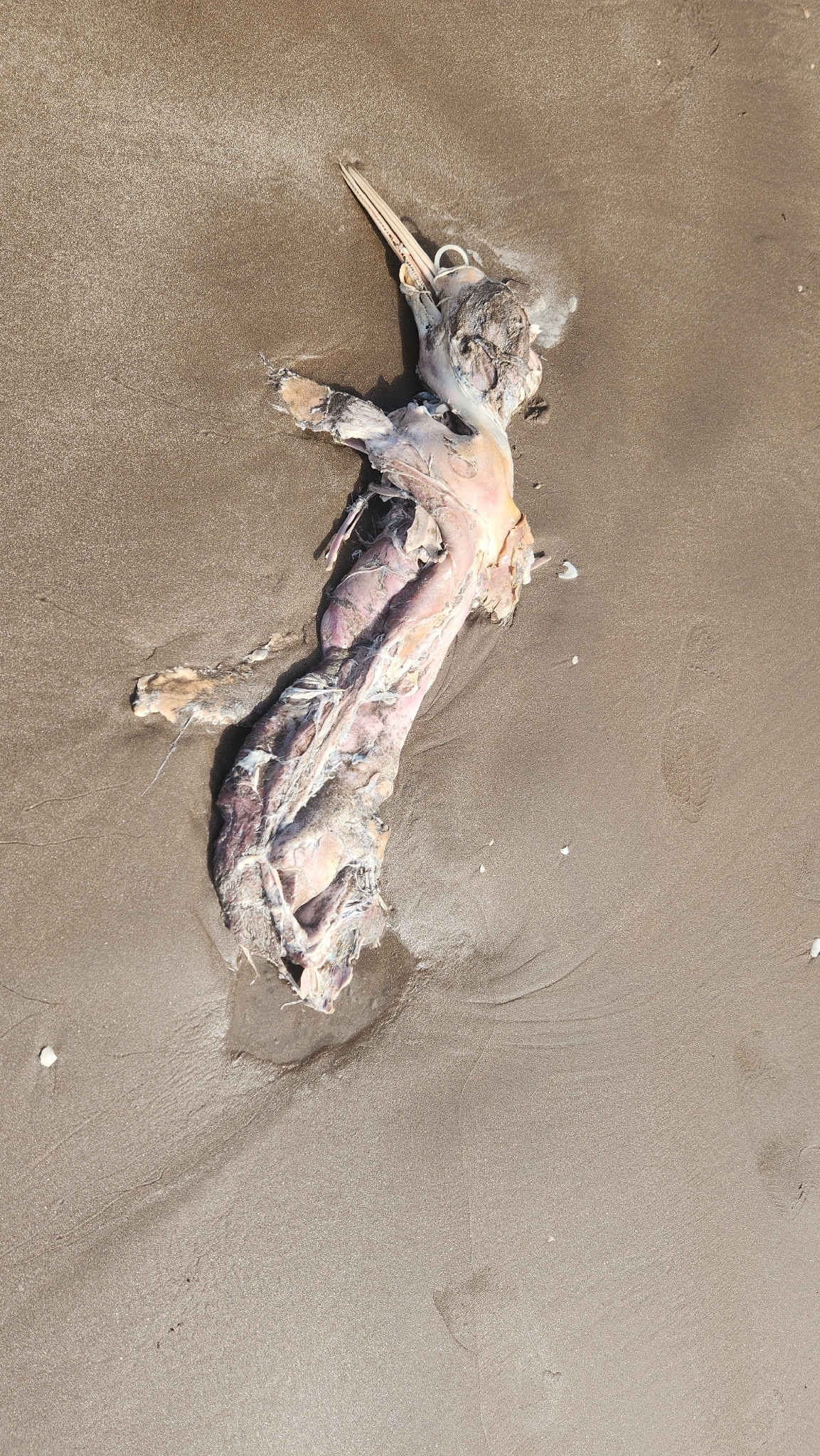 Pontoporia blainvillei