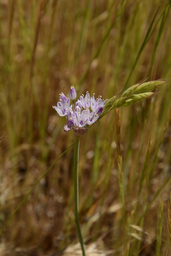 Allium howellii