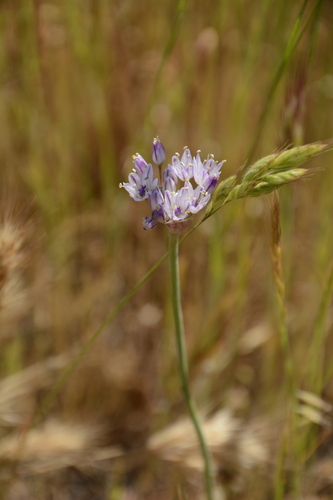Allium howellii, photograph 2