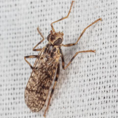 Boreothrinax maculipennis