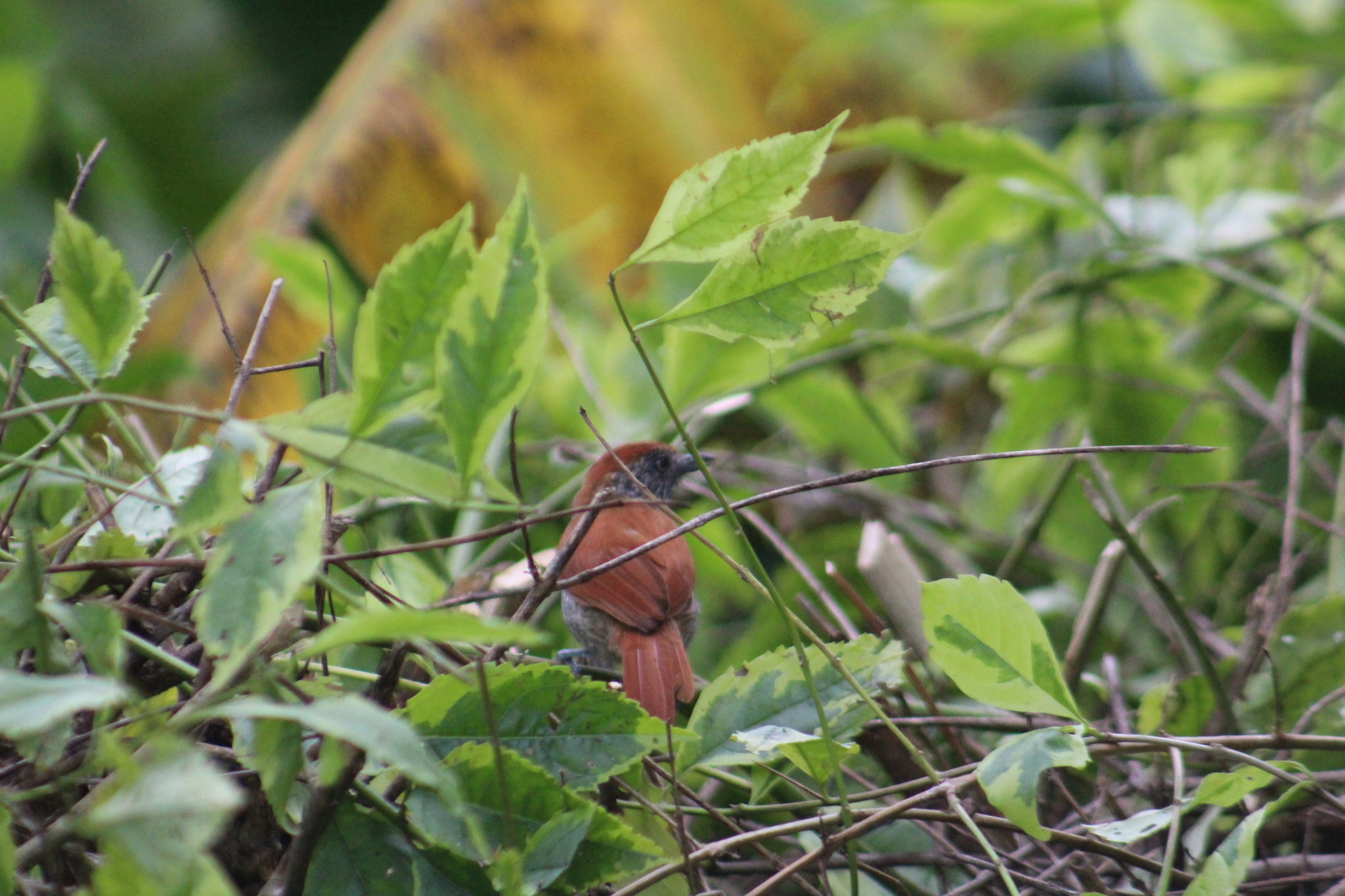 Bar-crested Antshrike (Thamnophilus multistriatus), photo 10