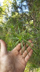 Dracophyllum sinclairii