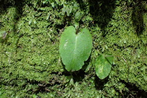 New Zealand spider-orchid (Corybas oblongus)