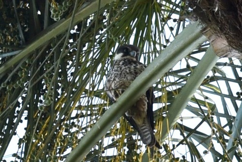 Eleonora's Falcon