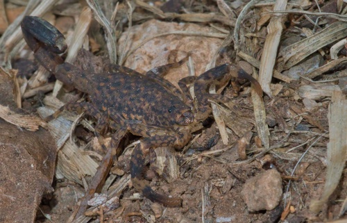 Little Marbled Scorpion