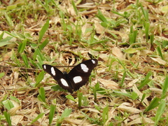 Hypolimnas misippus