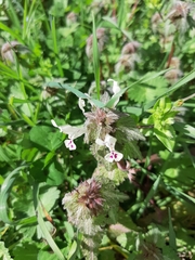 Lamium bifidum