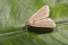 Simplicia concisalis