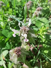 Lamium bifidum