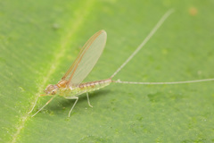 Cloeon bengalense