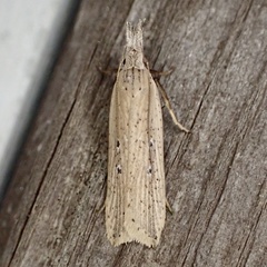 Dichomeris bipunctellus