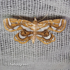 Cymoriza