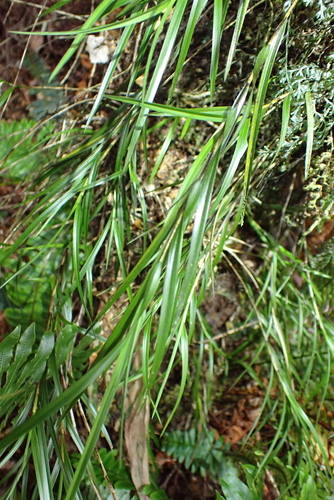 New Zealand Bamboo Orchid (Earina mucronata)