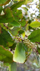 Pterophylla sylvicola