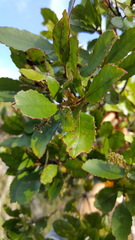 Pterophylla sylvicola