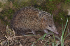 Common Tenrec photo 3