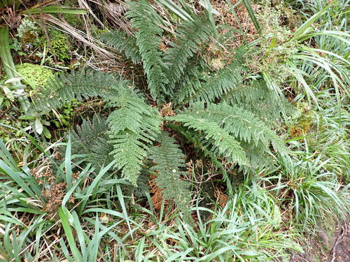 Prince of Wales fern (Leptopteris superba)