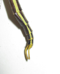 Palpares sobrinus