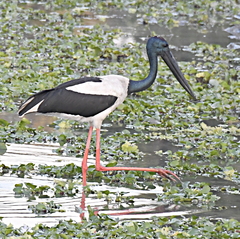 Ephippiorhynchus asiaticus