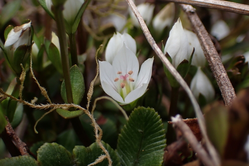 Gentianella grisebachii, 2026-04-05