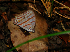 Cepheuptychia glaucina