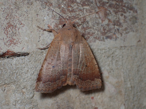 Variable Sallow