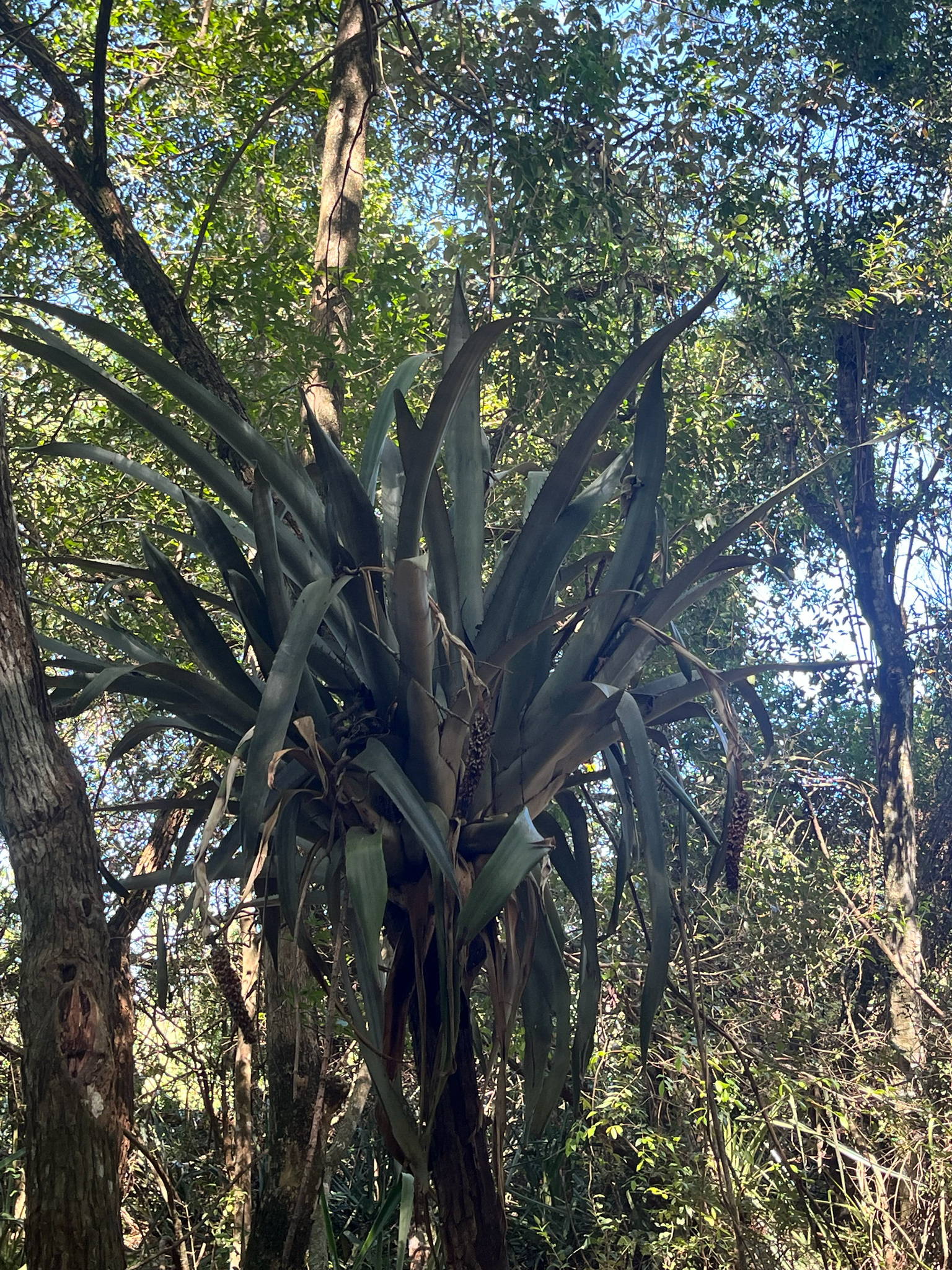 Aechmea bromeliifolia