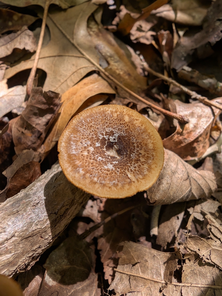 Lentinus arcularius · April 2026 · photo: © piotr6174 (iNaturalist, cc0)