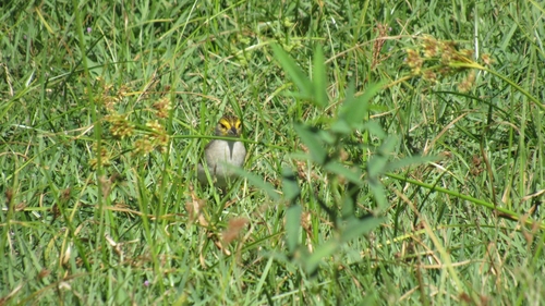 Yellow-browed Sparrow (Ammodramus aurifrons), photo 9