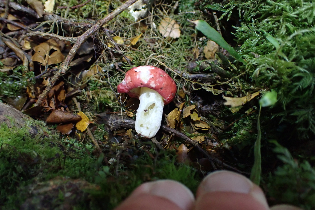 Russula kermesina · April 2026 · photo: © berardom (iNaturalist, cc-by)