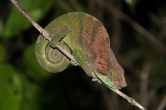 Calumma oshaughnessyi