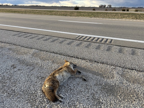 Coyote photographed in Iowa