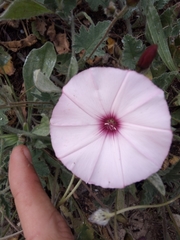 Convolvulus althaeoides althaeoides