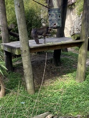 Mandrillus sphinx