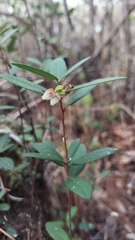 Pieris phillyreifolia, photograph (c) Athena Philips, some rights reserved (CC BY)