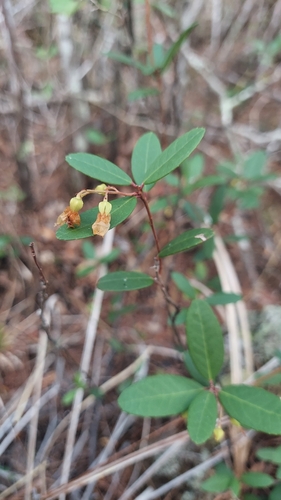 Pieris phillyreifolia, photograph 6