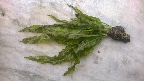 Aponogeton appendiculatus