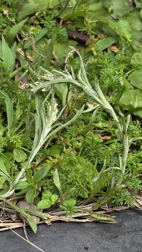 Narrowleaf Purple Everlasting (Gamochaeta calviceps)