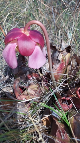 Burk's southern pitcher plant (Sarracenia rosea)