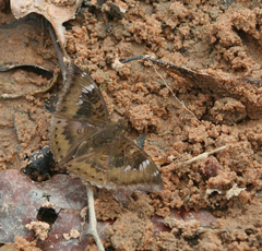 Euthalia aconthea garuda