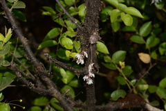 Dendrobium turbinatum