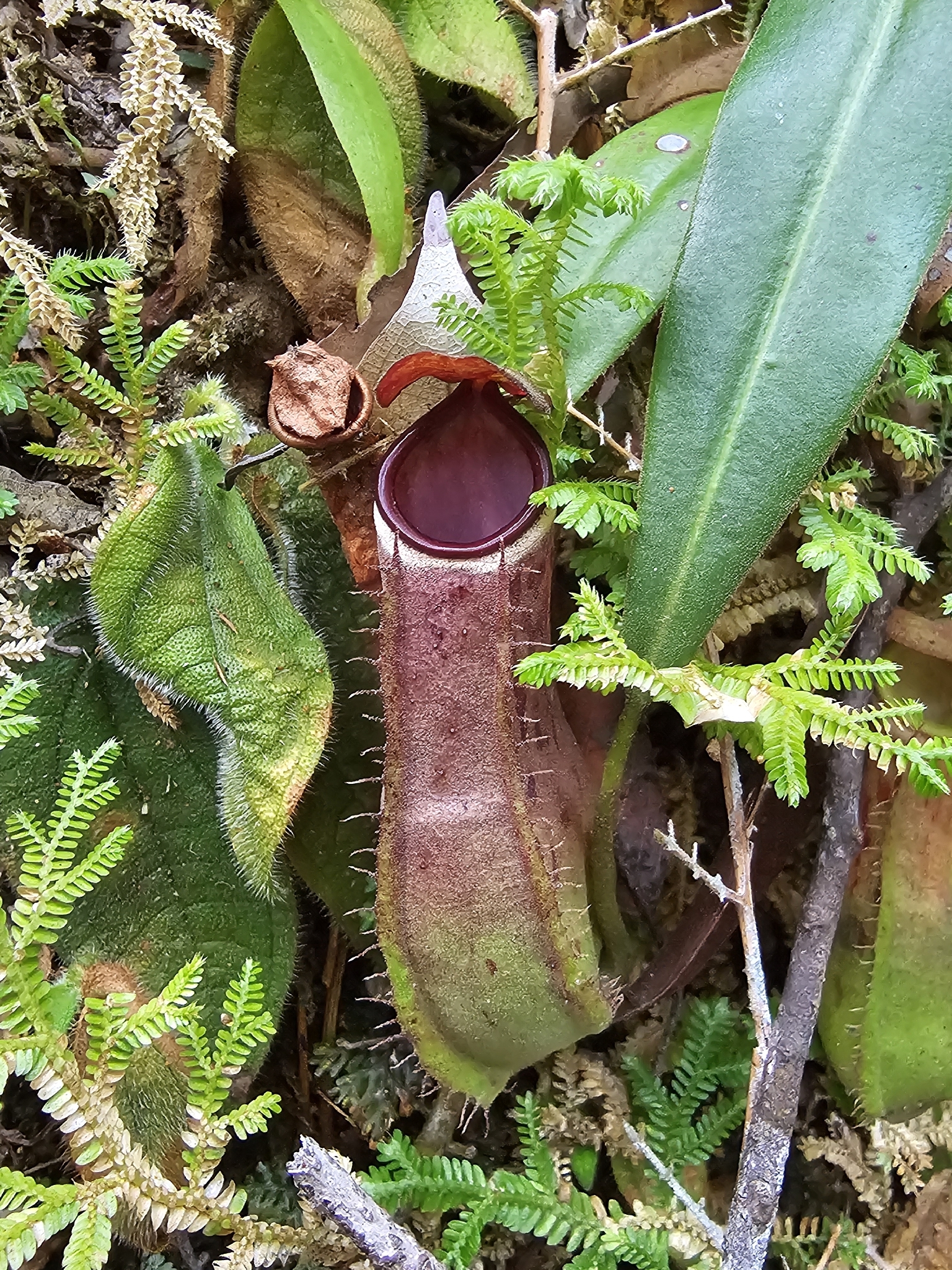 Nepenthes albomarginata
